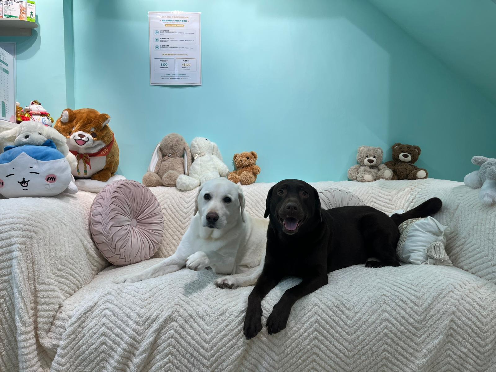 兩隻狗狗在 Furrari 梳化放鬆休息